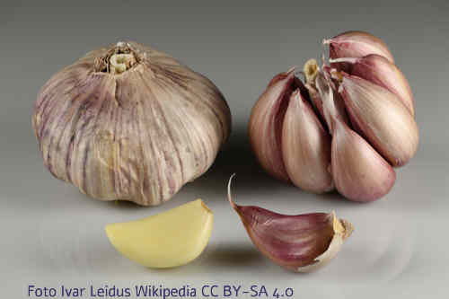 Knoblauch